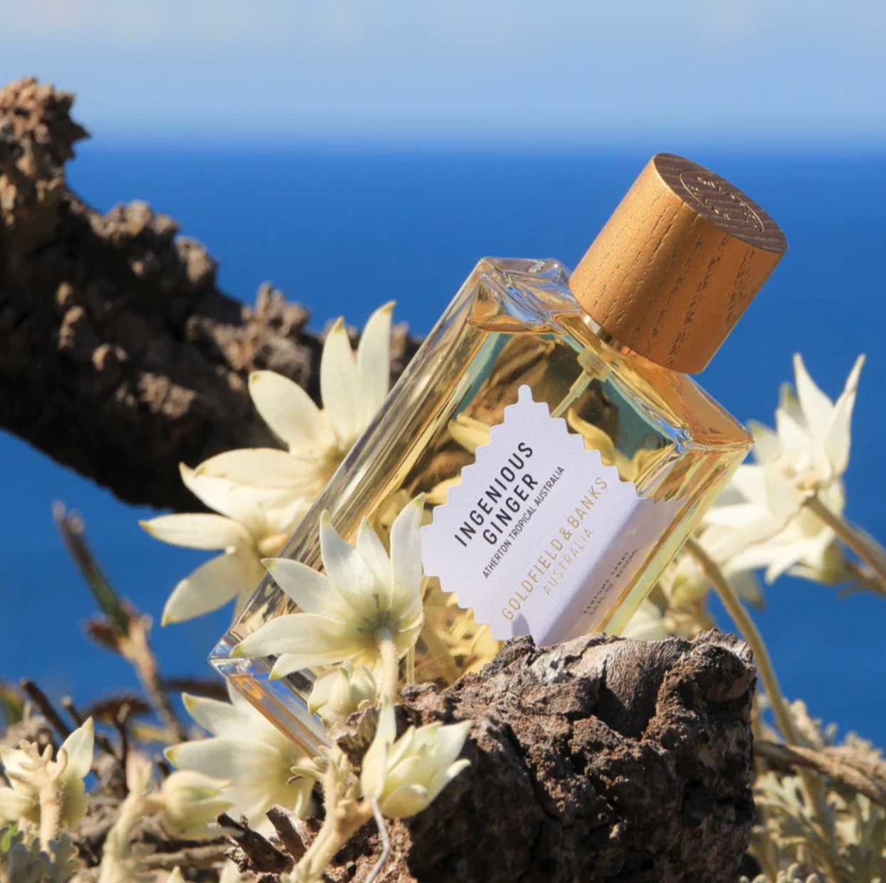 Ingenious Ginger - Goldfield & Banks
